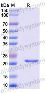 Recombinant Human RAB3D Protein, N-His