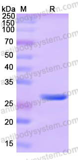 Recombinant Human SNAP29 Protein, N-His-SUMO & C-Strep