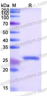 Recombinant Human AP2A1 Protein, N-His