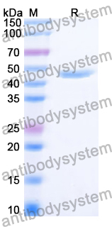SDS-PAGE for Recombinant Human ECD Protein, N-His ?>
