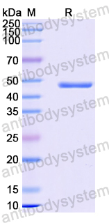 Recombinant Human ACTL6A Protein, N-His