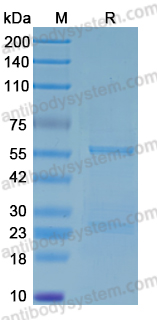 Recombinant Human CP Protein, N-GST