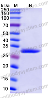 Recombinant Human PNP Protein, N-His