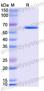 Recombinant Human EGFR/ERBB1/HER1 Protein, N-His