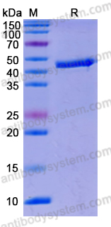 Recombinant Human EGFR/ERBB1/HER1 Protein, N-His