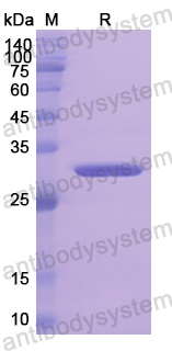 Recombinant Human HP Protein, N-His