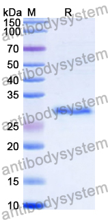 Recombinant Human PLG/Plasminogen Protein, N-His