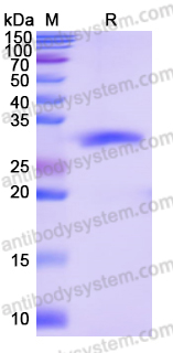 Recombinant Human CST1 Protein, N-His-SUMO & C-Strep