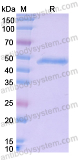 Recombinant Human KRAS/K-Ras 2 (G12C) Protein, N-GST