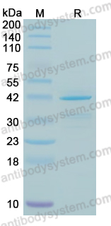 Recombinant Human KRAS/K-Ras 2 (G13D) Protein, N-GST