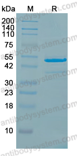 Recombinant Human KRAS/K-Ras 2 (wt) Protein, N-GST