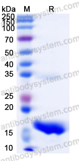 Recombinant Human EGF Protein, N-His
