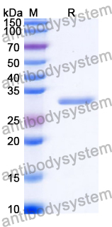 Recombinant Human EGF Protein, N-GST