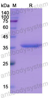 Recombinant Human NPPA Protein, N-GST