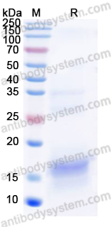 Recombinant Human TSHB Protein, N-His