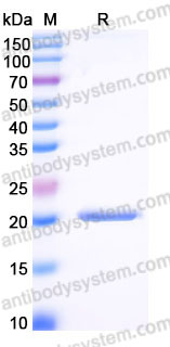 Recombinant Human GH1 Protein, Tag free