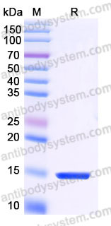 SDS-PAGE for Recombinant Human CALCA/Calcitonin Protein, C-His ?>