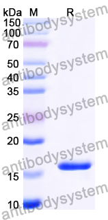 Recombinant Human PTH Protein, N-His-SUMO