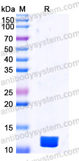 Recombinant Human IGF2 Protein, Tag free