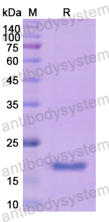 Recombinant Human TNFa/TNF-alpha Protein, N-His