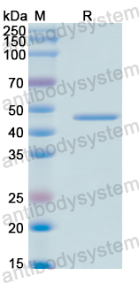 Recombinant Human IFNA1/Interferon alpha-D Protein, GST