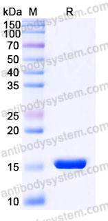 Recombinant Human IL1A/IL1F1 Protein, Tag free