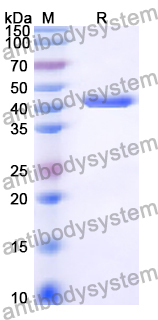 Recombinant Human CD25/IL2RA Protein, N-His-KSI