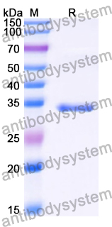 Recombinant Human APOC1 Protein, N-GST & C-His