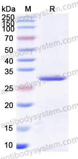 Recombinant Human CHRNA1 Protein, N-His