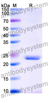 Recombinant Human CD235a/GYPA Protein, N-His-KSI