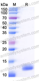 Recombinant Human PPBP/CXCL7/NAP-2 Protein, Tag free