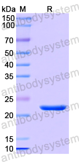 Recombinant Human CXCL10/IP-10 Protein, N-His-SUMO & C-Strep