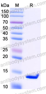 Recombinant Human CXCL10/IP-10 Protein, Tag free