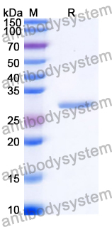 Recombinant Human PRH1 Protein, N-His-KSI