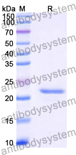 Recombinant Human MT-ATP8 Protein, N-His-KSI