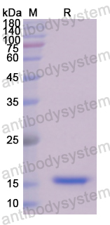 Recombinant Human PDGFA Protein, N-His