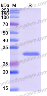 Recombinant Human MYCN Protein, N-His-SUMO & C-Strep