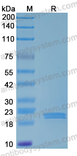 Recombinant Human VWF Protein, C-His