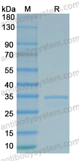 Recombinant Human vWF73 Protein, N-GST & C-His