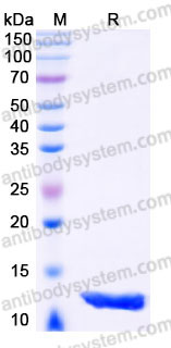 Recombinant Human IGF1 Protein, Tag free
