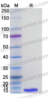 Recombinant Human IGF1 (LR3) Protein, Tag free