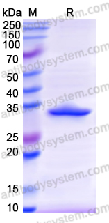 Recombinant Human ATP1B1 Protein, N-His