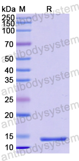 Recombinant Human APP Protein, N-His