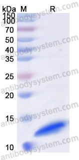 Recombinant Human S100A8 Protein, N-Strep