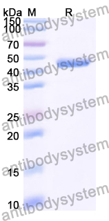 Recombinant Human ISG15 Protein, N-GST & C-His