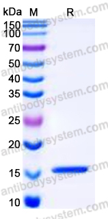 Recombinant Human ISG15 Protein, C-His