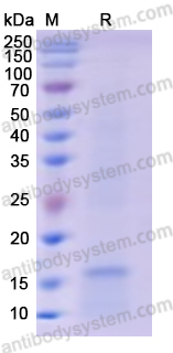 Recombinant Human MPO Protein, N-His