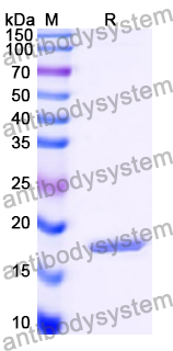Recombinant Human POLR3D Protein, N-His
