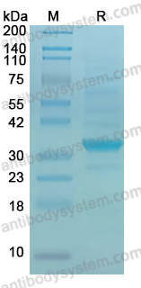 Recombinant Human AP2A Protein, C-His 