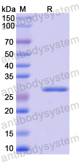 Recombinant Human PGR Protein, N-His